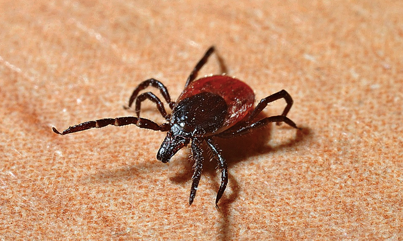 Tick / Image credit: Pixabay