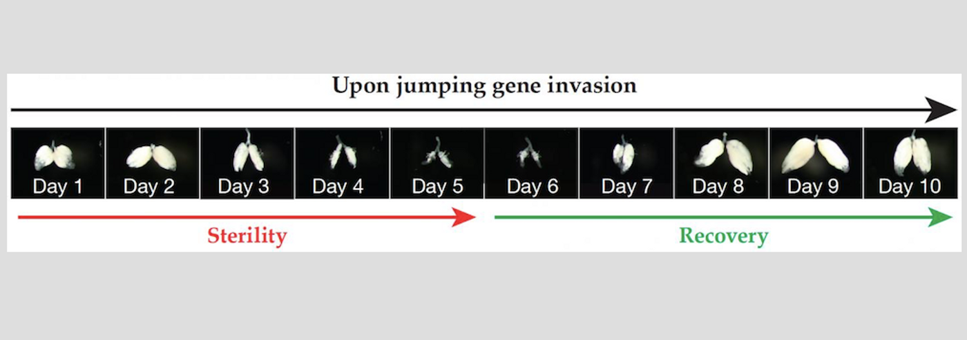 Ovaries after jumping gene invasion, DNA damage checkpoint pause, and repair  / Credit: Zhao Zheng Carnegie Institution