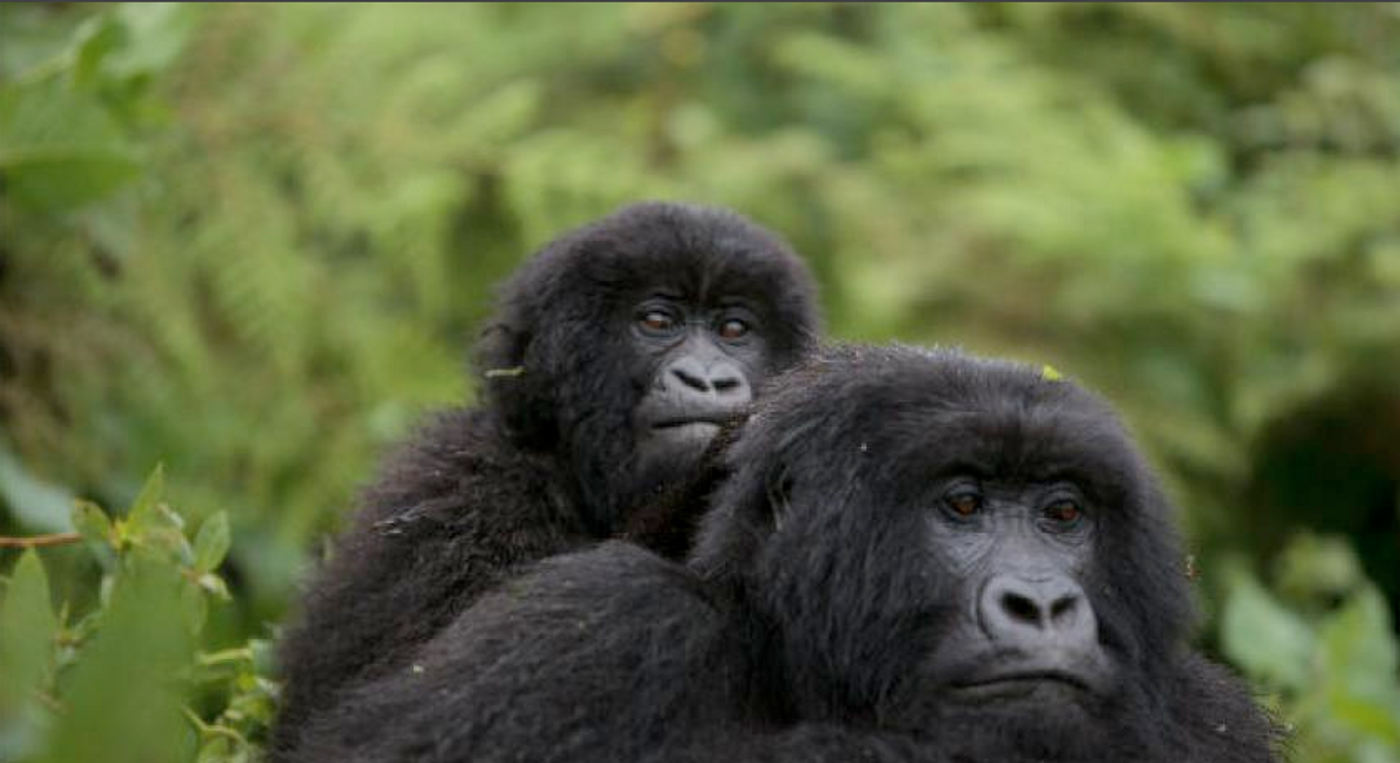The mountain gorilla was in some pretty hot water recently, but conservationists have helped their numbers rebound.
