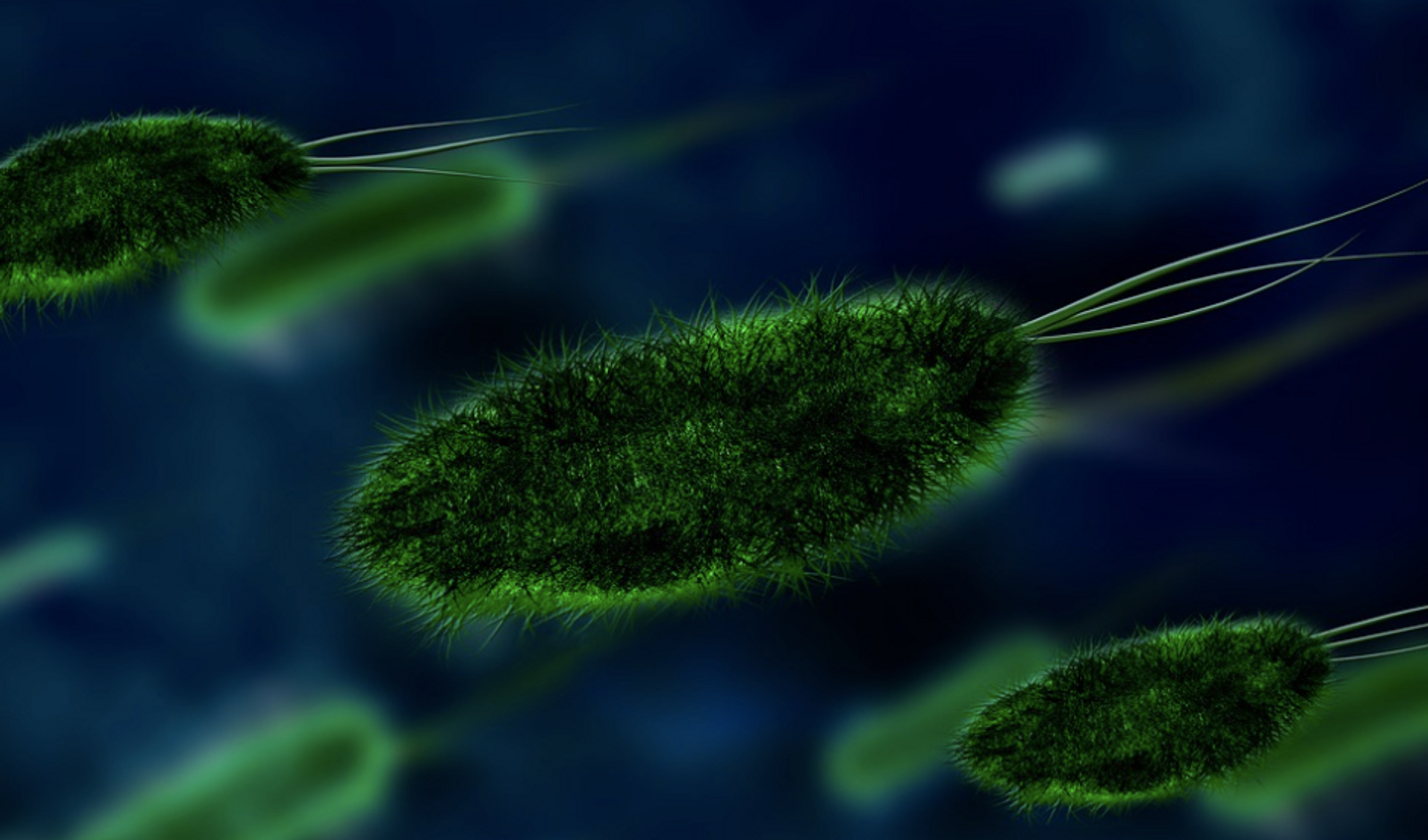 Some gut microbes can be very beneficial to our health / Image credit: Maxpixel