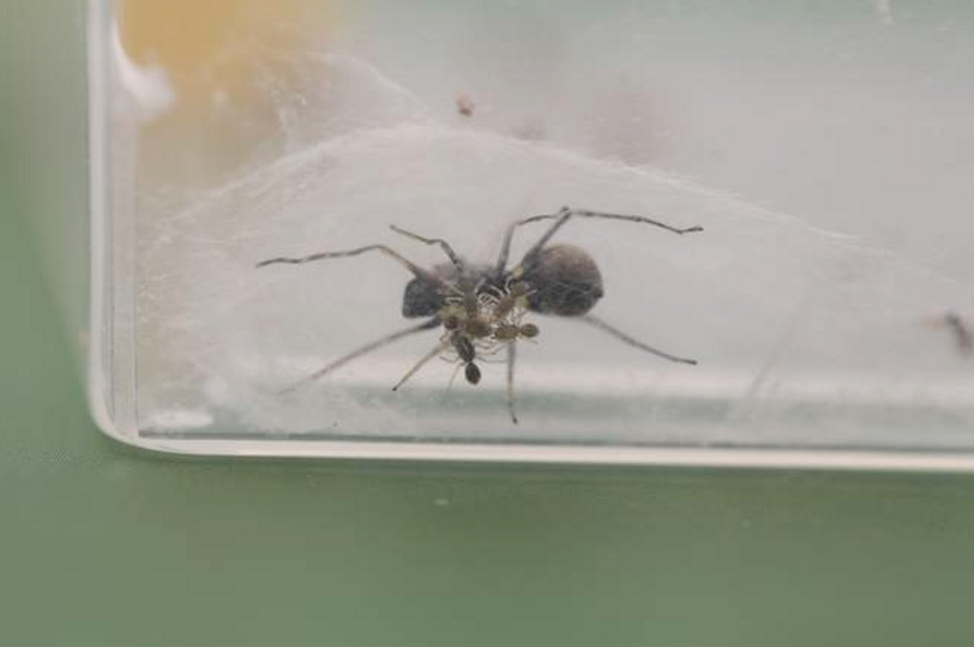 A mother spider is seen here nourishing her younglings with 'spider milk.'