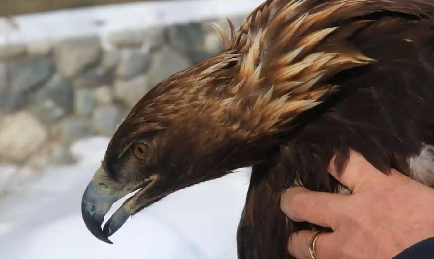 A Yellowstone golden eagle that was tagged in 2019.