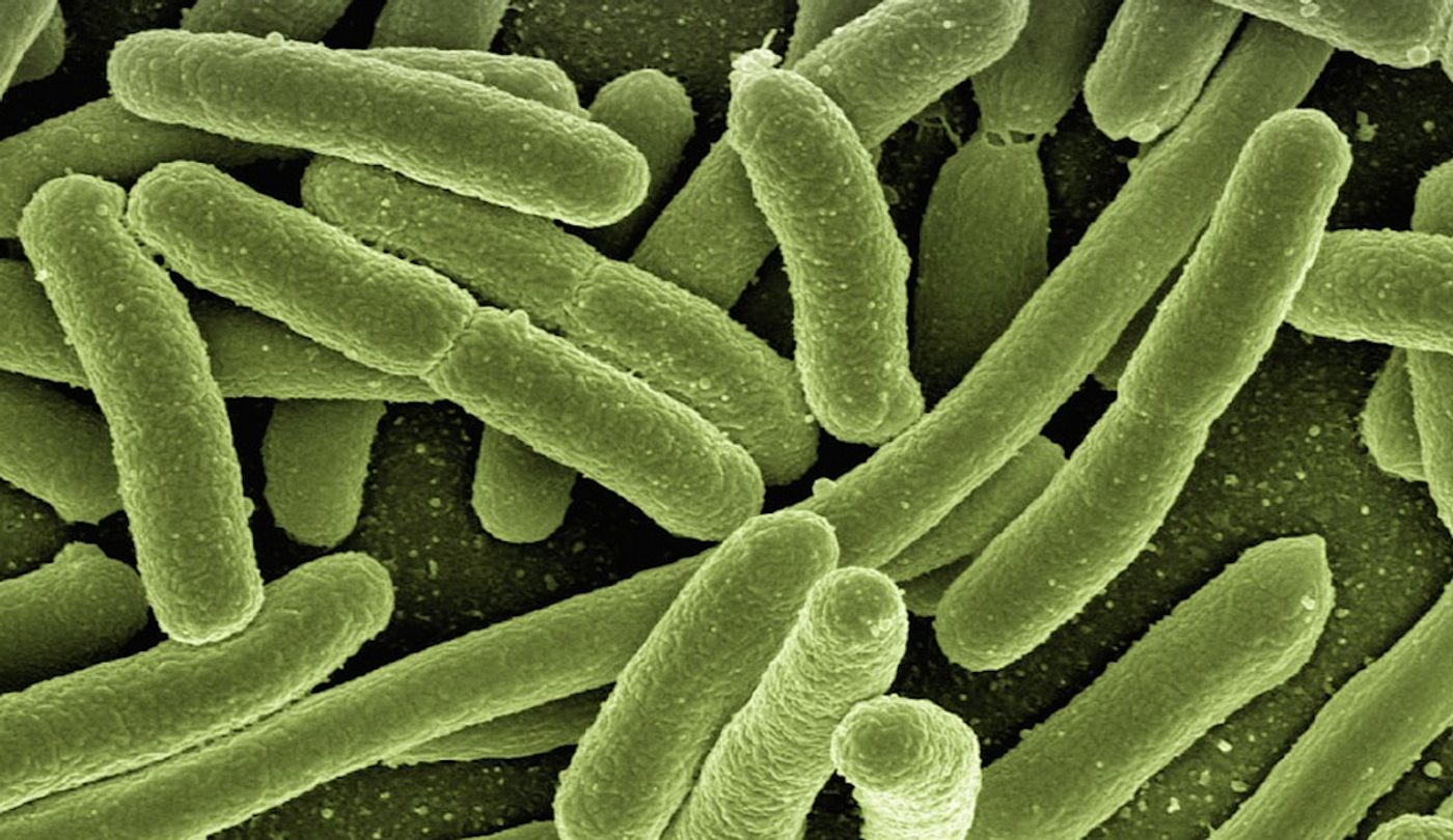 Bacteria / Credit: Pixabay