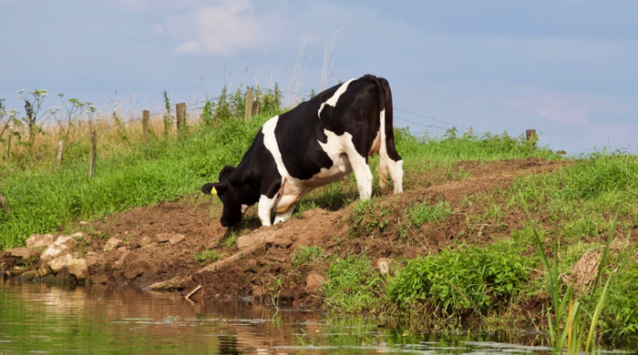 Novel Pathogens Identified in Cow's Milk and Beef | Microbiology