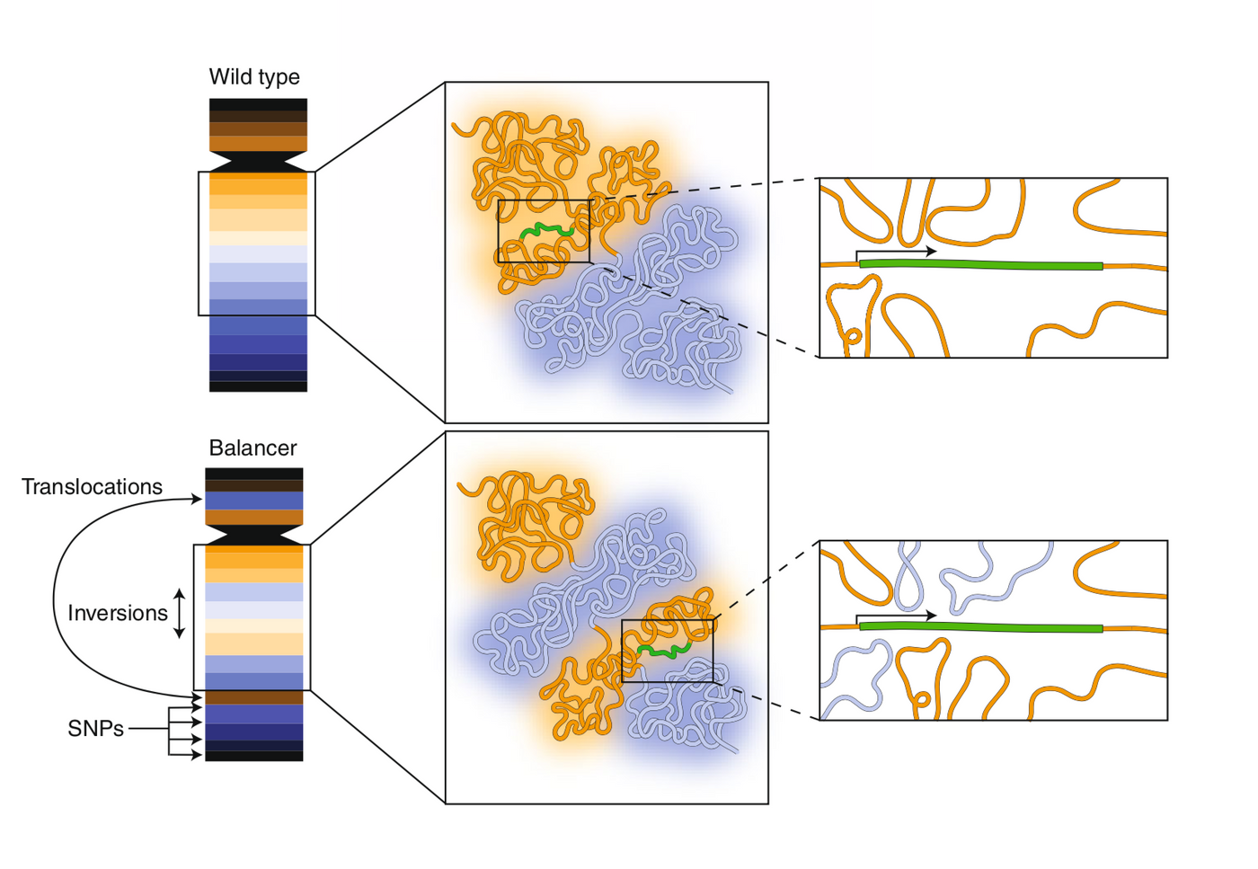 "Fig. 1: Using balancer chromosomes to probe the relationship between genome architecture and function." This figure shows how the balancer chromosomes were used to change the structure of the chromosome from the wild-type or normal chromosome.