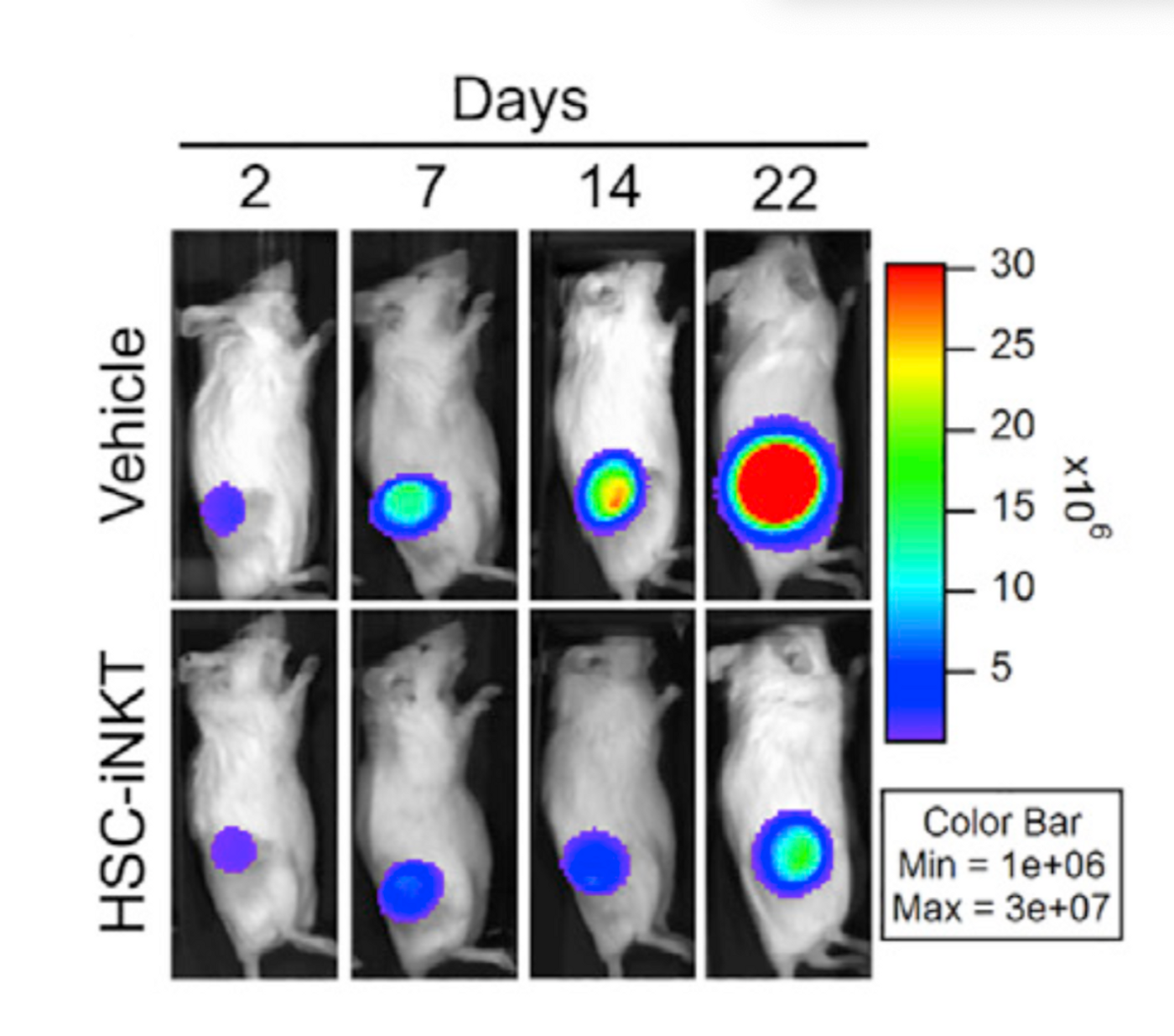 In the mice treated with HSC-iNKT cells (bottom row), the tumor growth and size was significantly reduced compared to the untreated mice (top row). This is shown by bioluminscence live animal imaging where the colored areas show the tumor. The color grade shows the amount of cells within the tumor (bright red meaning high number of tumor cells and so on).