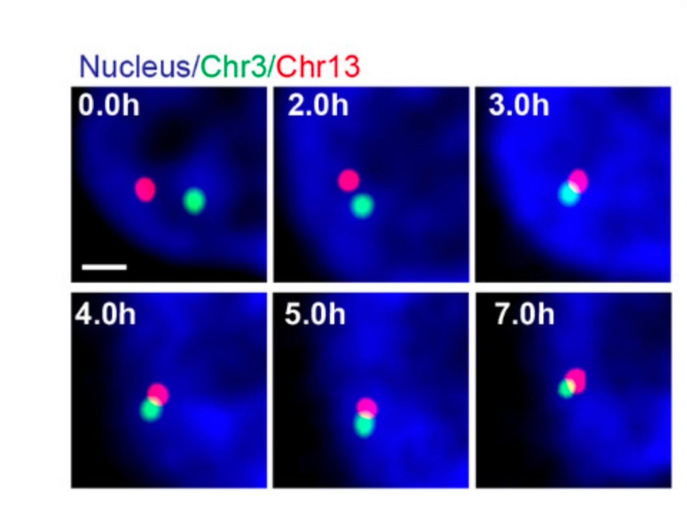 Fluorescent images from CRISPR LiveFISH show the chromosomes (in red and green) movement and translocation over time (hours in the top left of each panel).