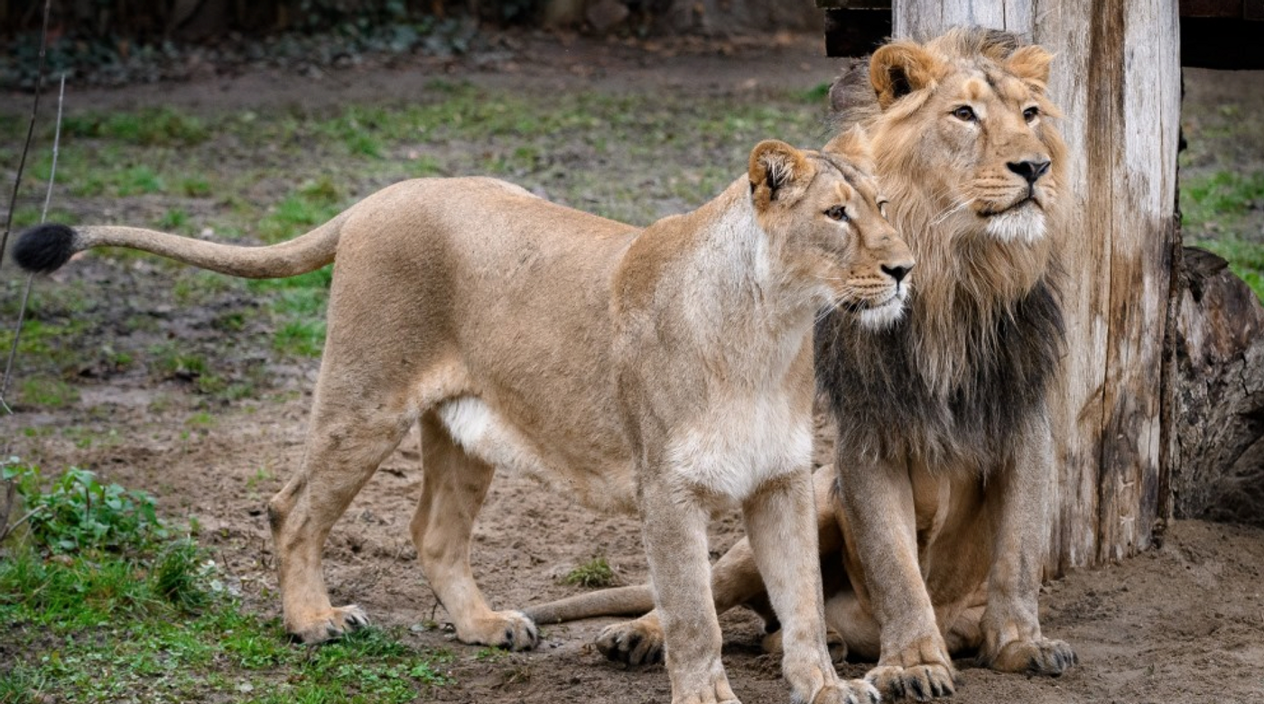 Jamvan and Ginni appear in the photograph above.