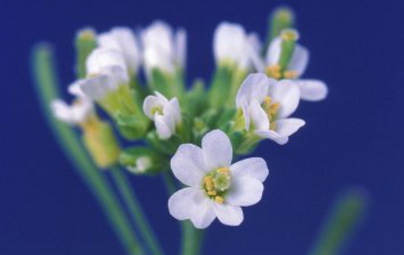 Arabidopsis thalania flower / Credit: Pixnio