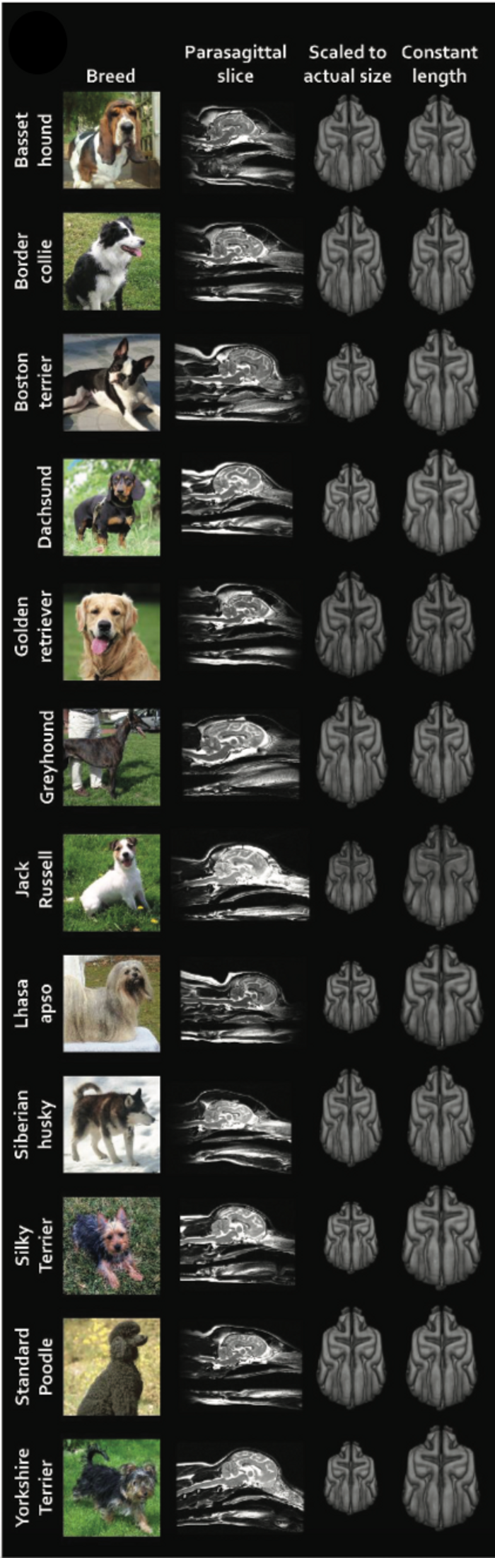 This figure from the study shows MRI scans of the brains of different dog breeds. It is clear that there are significant observable differences between each breed.