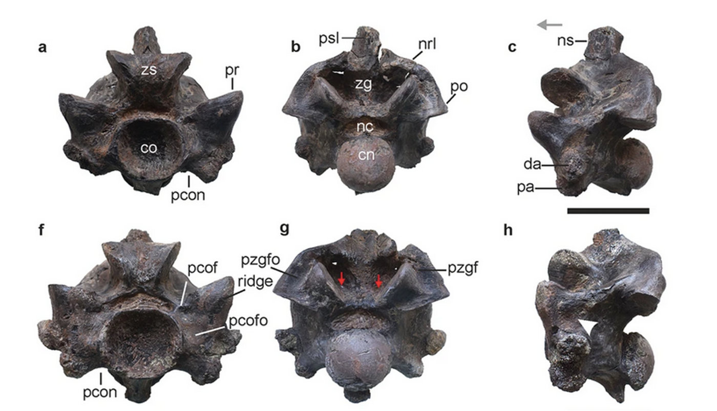 An excerpt from Datta & Bajpai, Scientific Reports 2024 showing anterior trunk vertebrae of Vasuki indicus / Credit: Datta, Bajpai Scientific Reports 2024