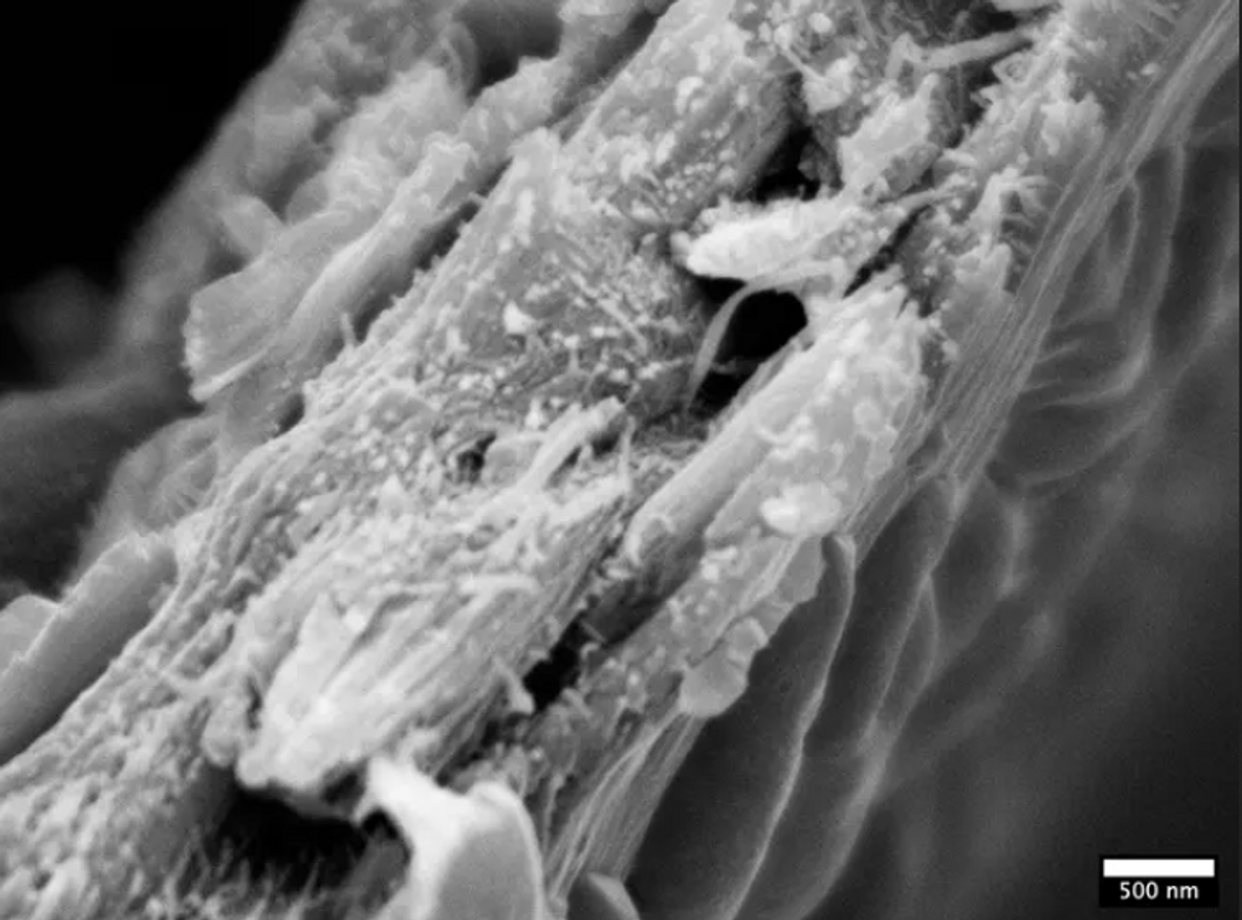 Liriodendron tulipifera wood ultrastructure observed under a cryo-SEM reveals enlarge macrofibril structures. / Credit: Jan J Lyczakowski and Raymond Wightman