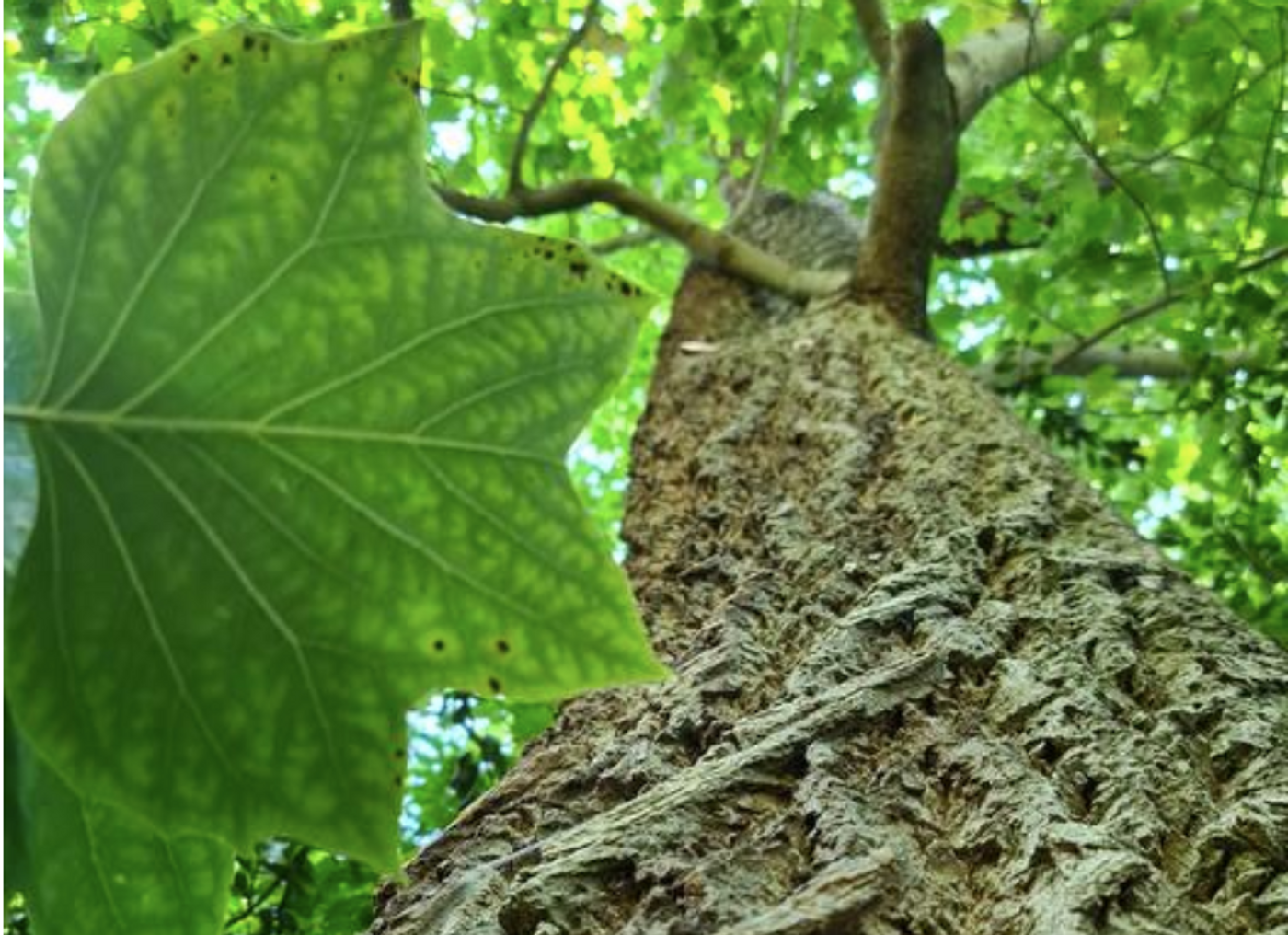 Tulip Tree (Liriodendron tulipifera) in the Cambridge University Botanic Garden. View from ground looking up into the canopy.  Credit  Kathy Grube