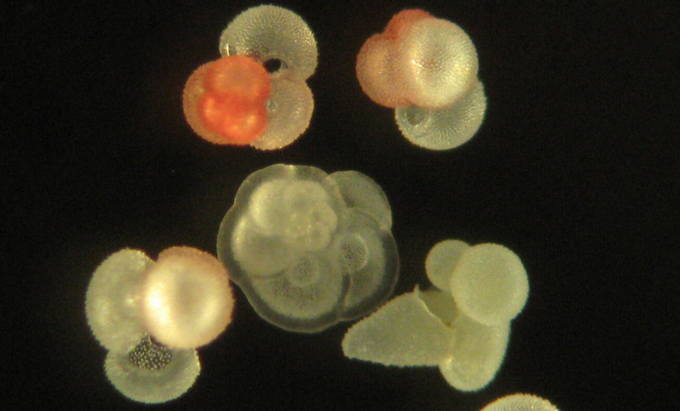 Photograph of planktic foraminifers collected from the sediment trap. Magnified 255x.  / Credit: USGS/ Photographer: Jessica Spear