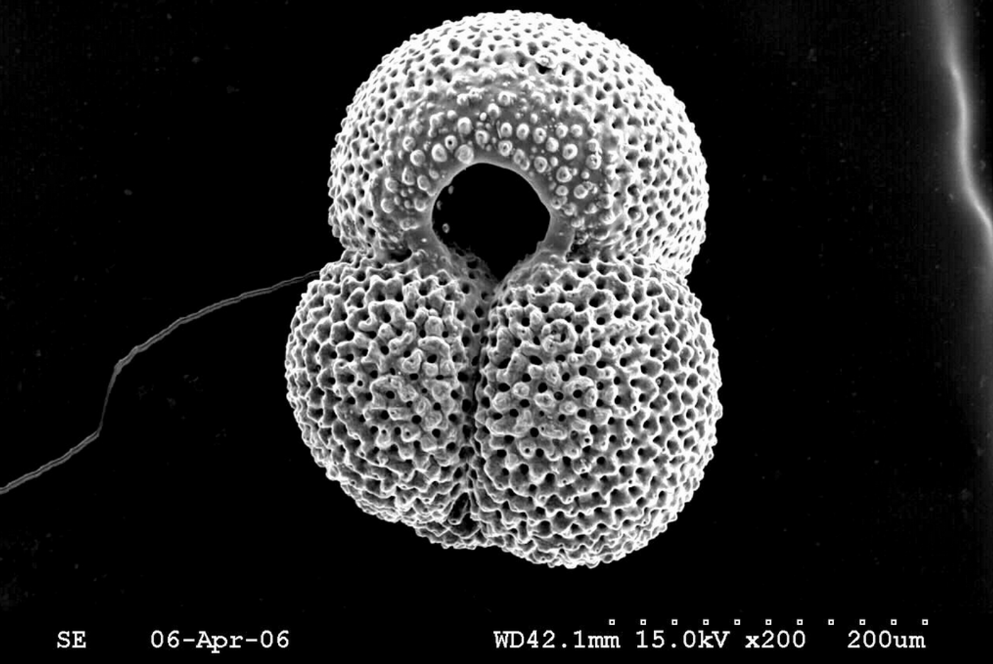 Scanning electron microsope image of the planktic foraminifer Globigerinoides ruber /Credit: USGS/ Photographer: Julie Richey, Ph.D., Research Geologist - St. Petersburg Coastal and Marine Science Center