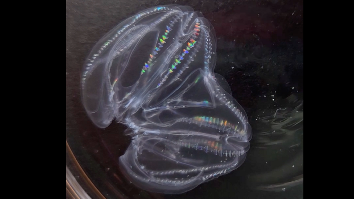  Comb jelly / Credit: Mariana Rodriguez-Santiago