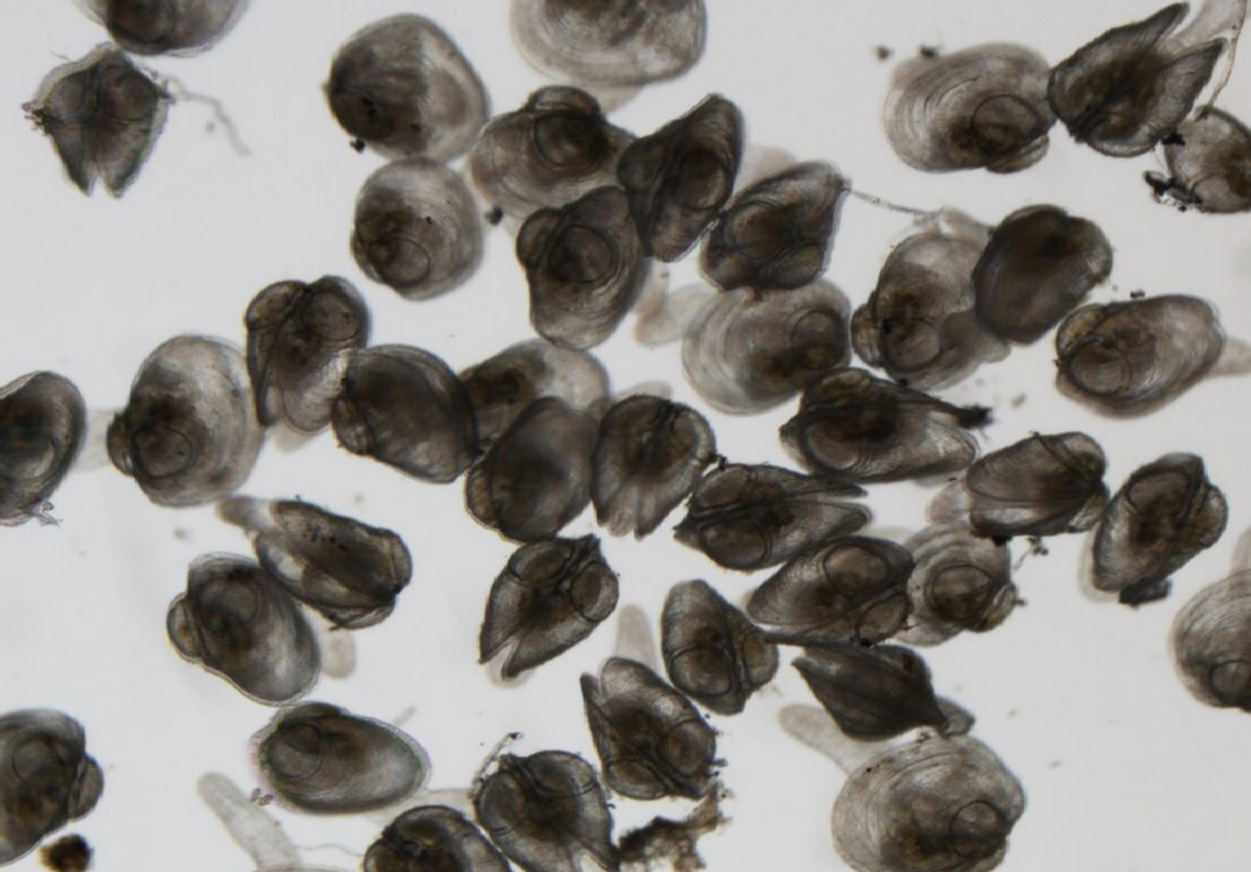 Young Freshwater Mussels as seen Through a Microscope / Image credit: USGS/ Teresa J Newton, PhD