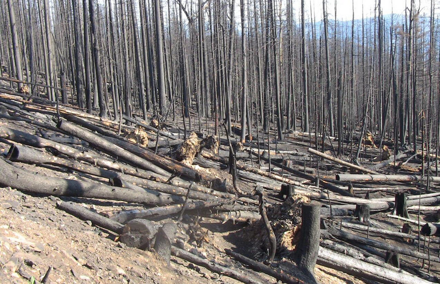 Burned trees along the trail into Hummingbird Saddle, Gila National Forest, New Mexico, where USGS scientists installed a rain gauge. / Credit: USGS / Photographer: Mike Sanders 