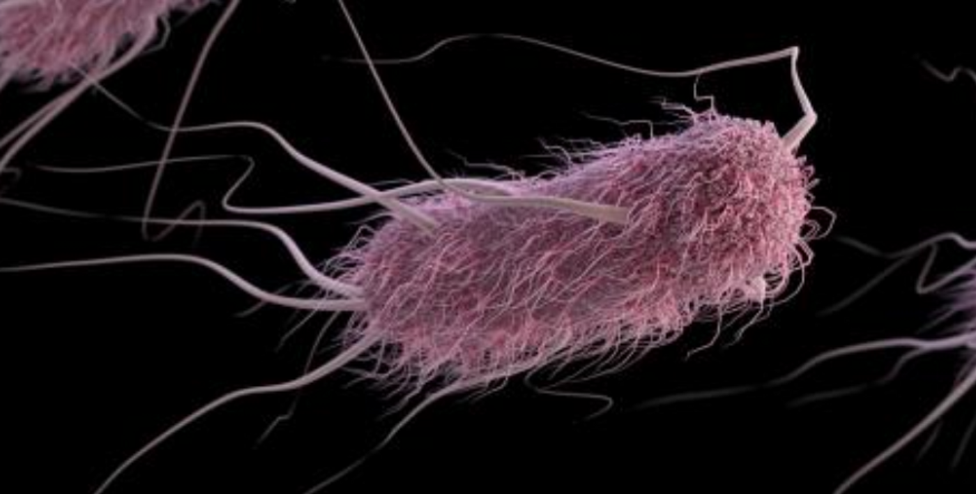 An illustration (based upon SEM imagery) of a group of extended-spectrum ß-lactamase-producing (ESBLs) Enterobacteriaceae bacteria, in this case, Escherichia coli. / Credit: CDC/ Antibiotic Resistance Coordination and Strategy Unit / Photo Credit: Alissa Eckert - Medical Illustrator