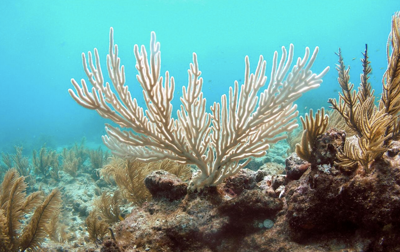 A bleached soft coral known as the "bent sea rod" on a reef off of Islamorada, Florida. / Credit: Kelsey Roberts / USGS 