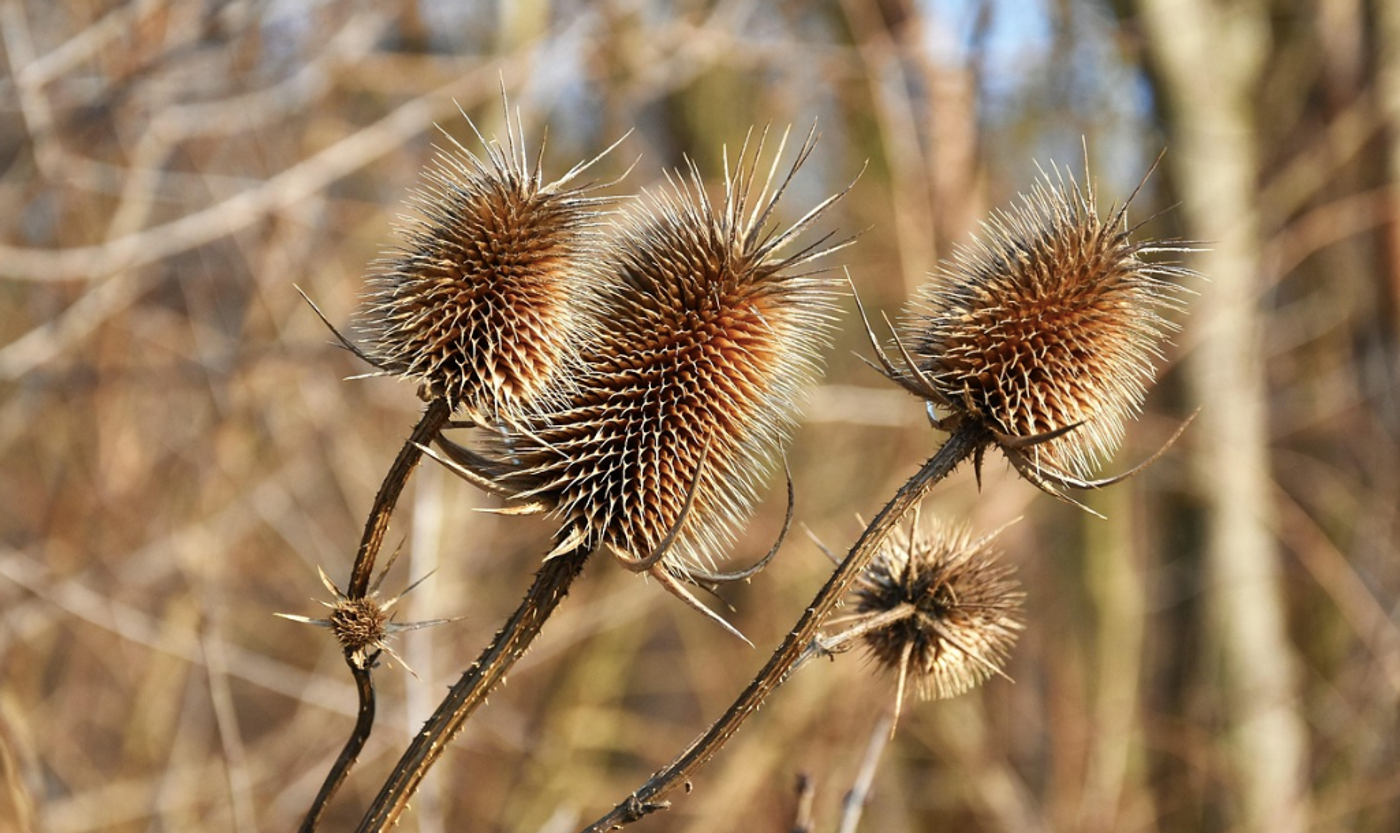 Dry plants / Image credit: Pixabay