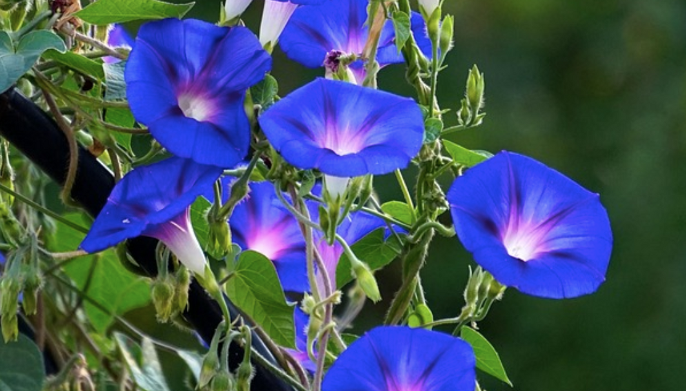 Morning glory / Image credit: Pixabay