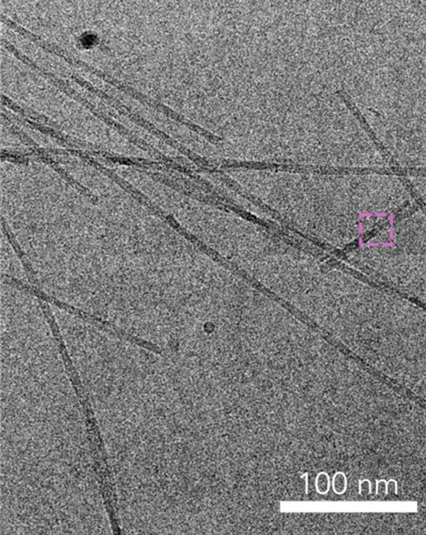 A transmission electron microscopy image of fibrils formed by synthetic prion-like proteins. /  Credit: Songi Han/Northwestern University