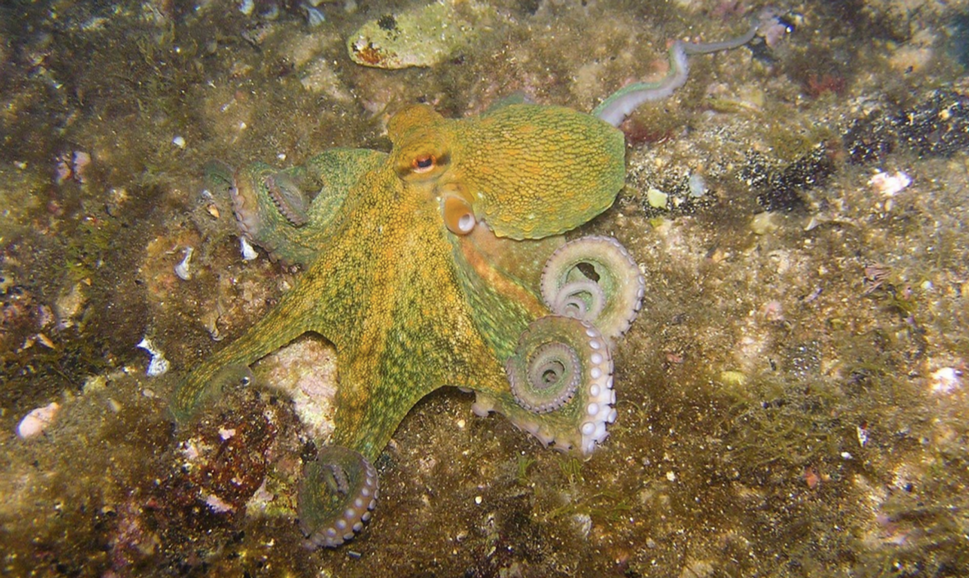 An octopus on the ocean floor / Image credit: Pixabay