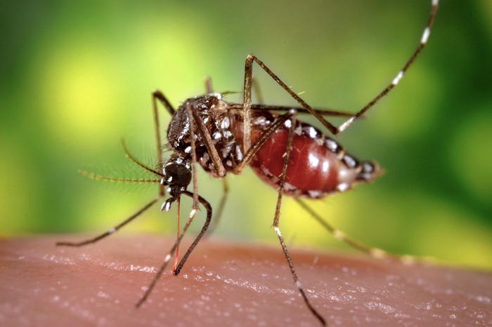 Mosquito bite Creit: Prof. Frank Hadley Collins / CDC