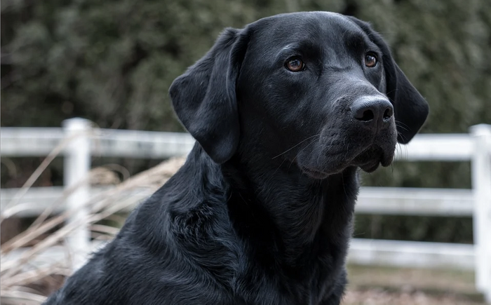 Image credit: Pixabay