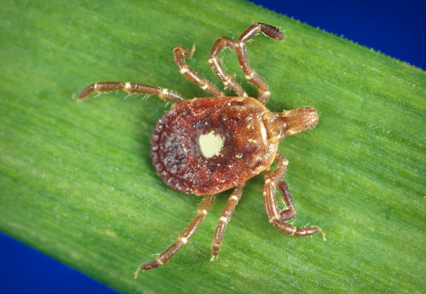 A female Lone star tick, Amblyomma americanum, which can be found in the southeastern and midatlantic United States. / Credit: CDC/ Michael L. Levin, Ph.D.
