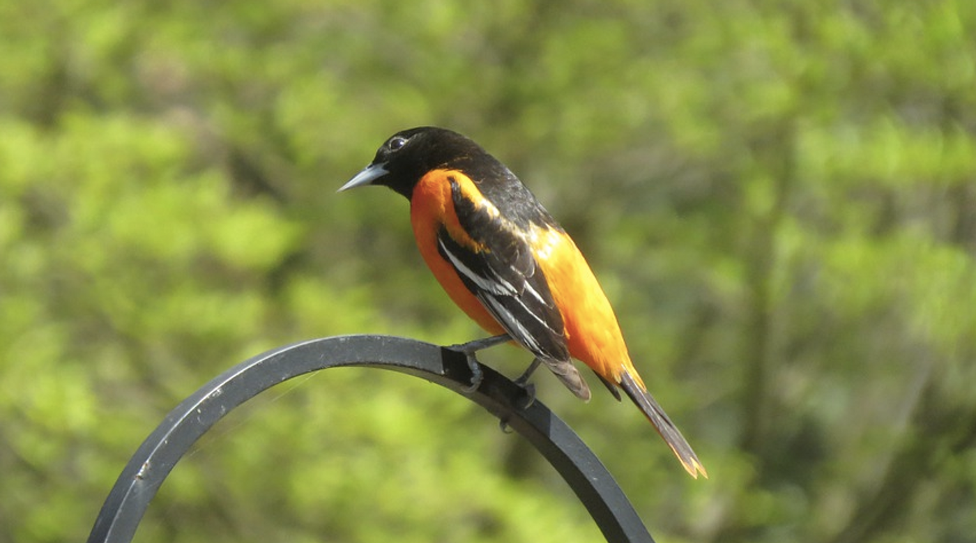 The Baltimore Oriole / Image credit: Pixabay