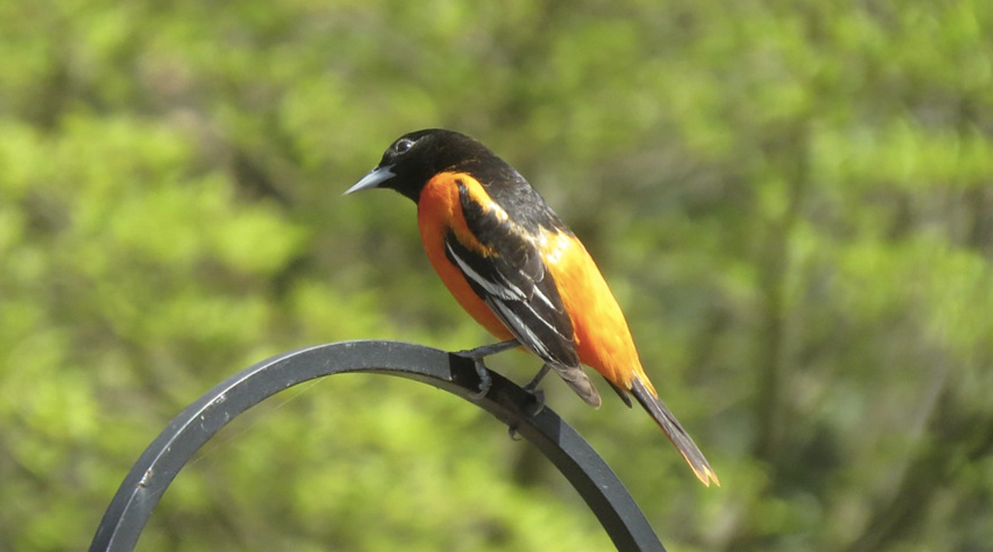 Featured Birds: Baltimore and Bullock's Orioles