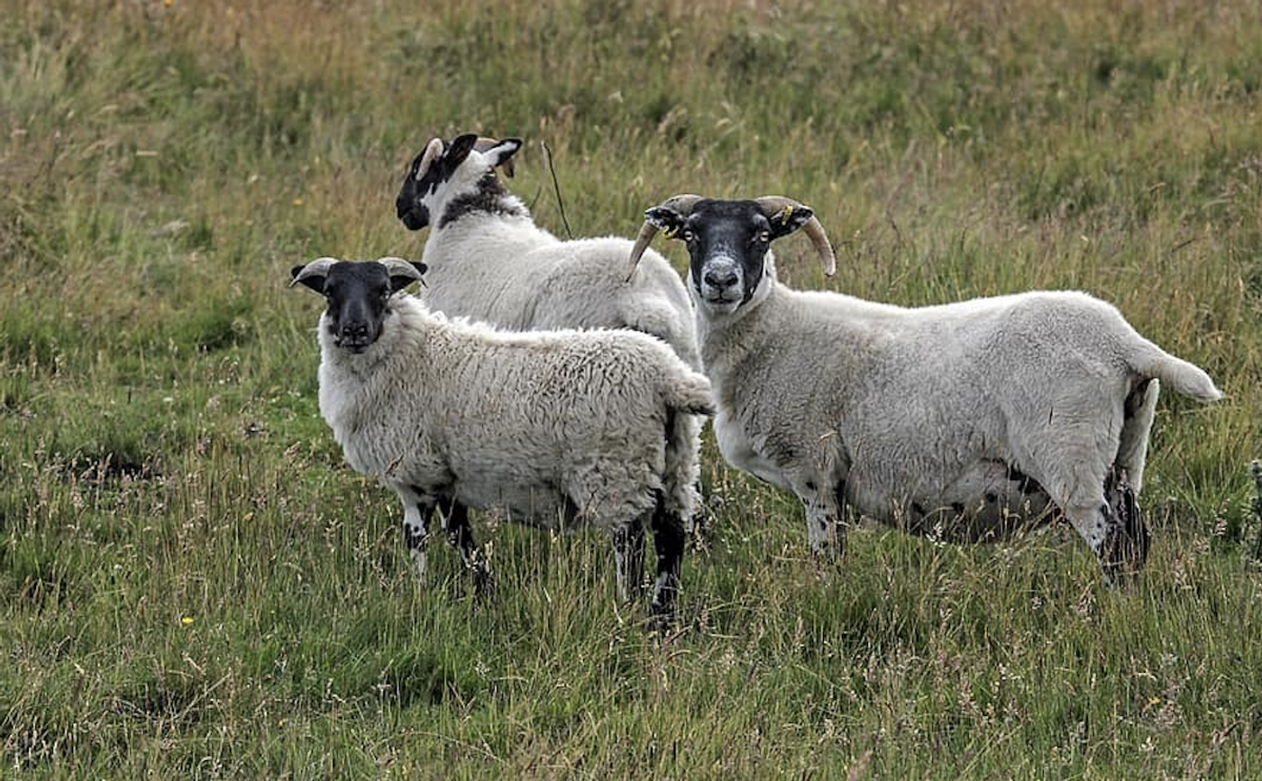 Scottish Blackface Sheep, like those used in the study / Image credit: Pikist