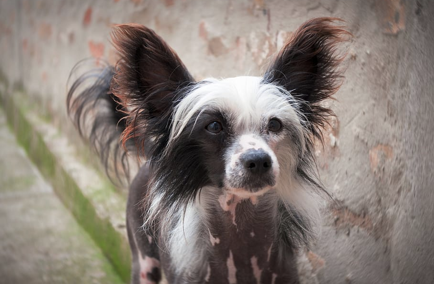 Chinese crested dogs are among the least fearful / Image credit: Piqsels