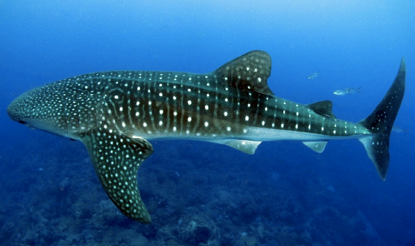 Female whale sharks are officially the biggest fish in the sea - CNET