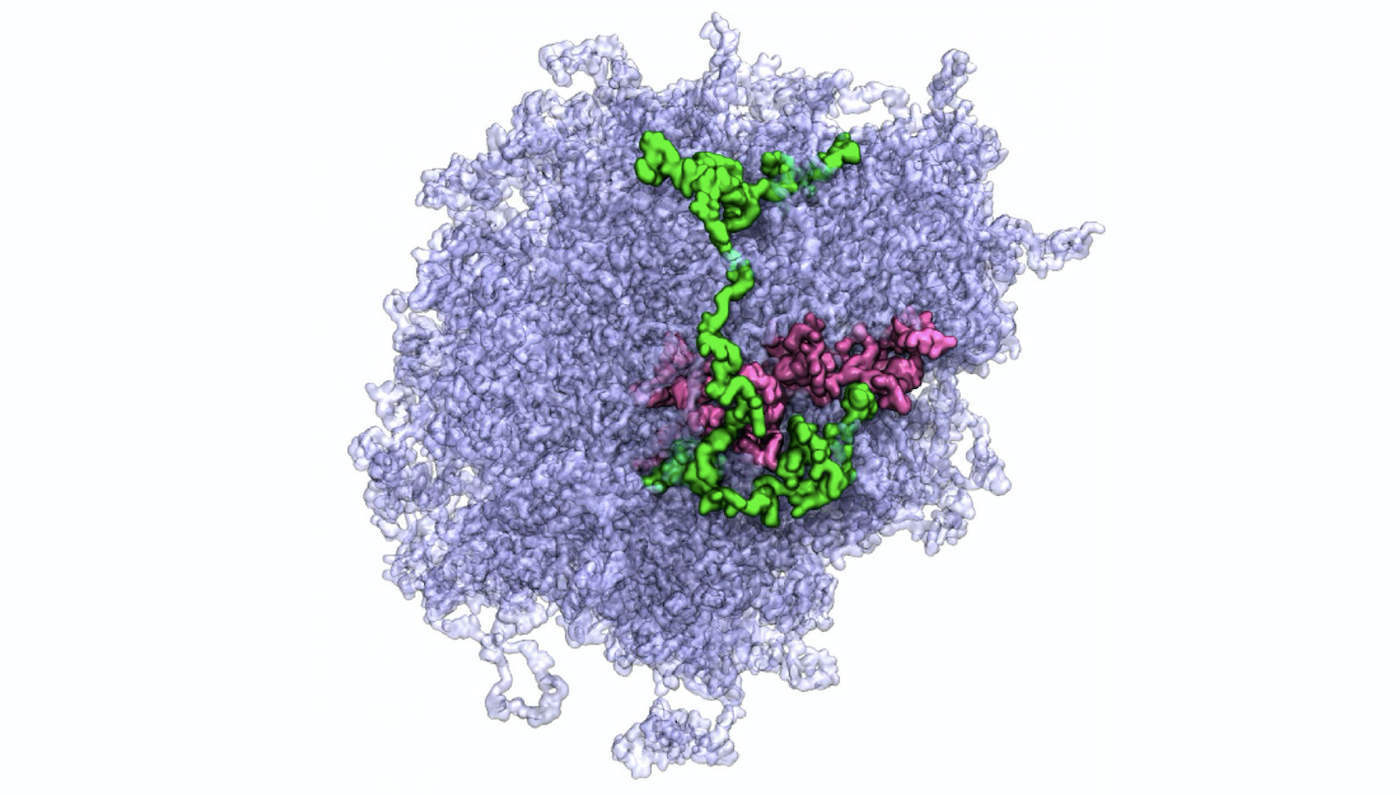 All-atom model of a biological condensate. Individual protein molecules comprising the condensate are highlighted using color. / Credit: Swan Htun, University of Illinois, Urbana-Champaign