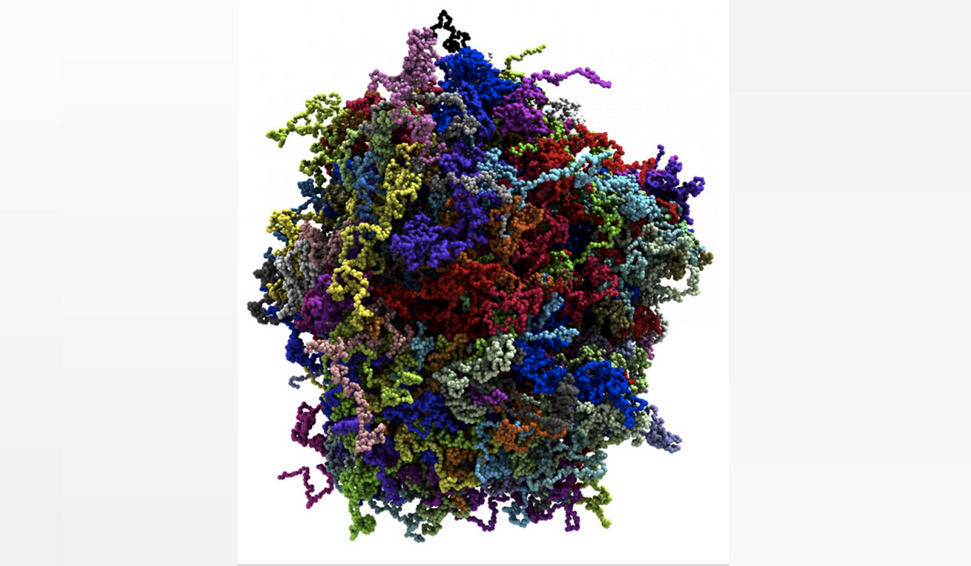 Individual protein molecules comprising the condensate are highlighted using color. / Credit: Han-Yi Chou, University of Illinois, Urbana-Champaign