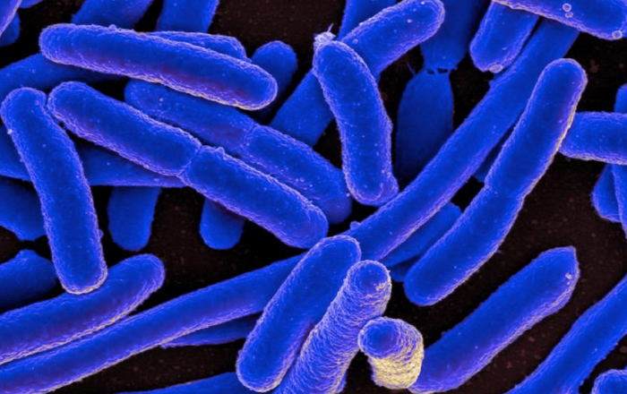 Escherichia coli / Credit: NIAID