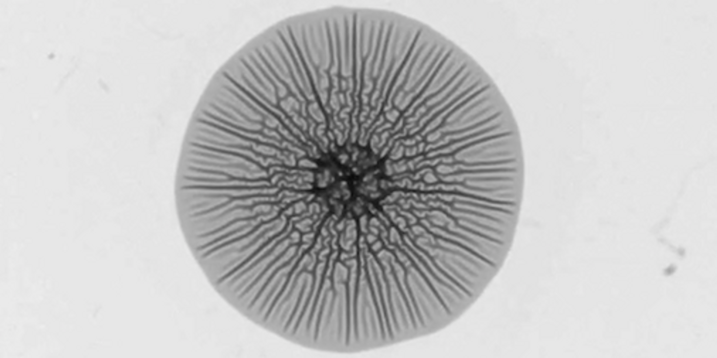 screenshot from eLife 2019;8:e43920 DOI: 10.7554/eLife.43920 / Biofilm growth of Vibrio cholerae bacteria on a stiff substrate / Credit: Princeton Engineering