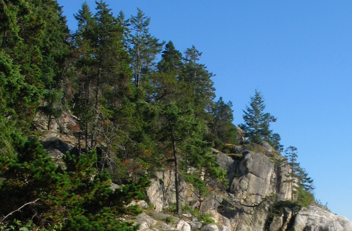 Douglas firs in British Columbia / Credit: Carmen Leitch