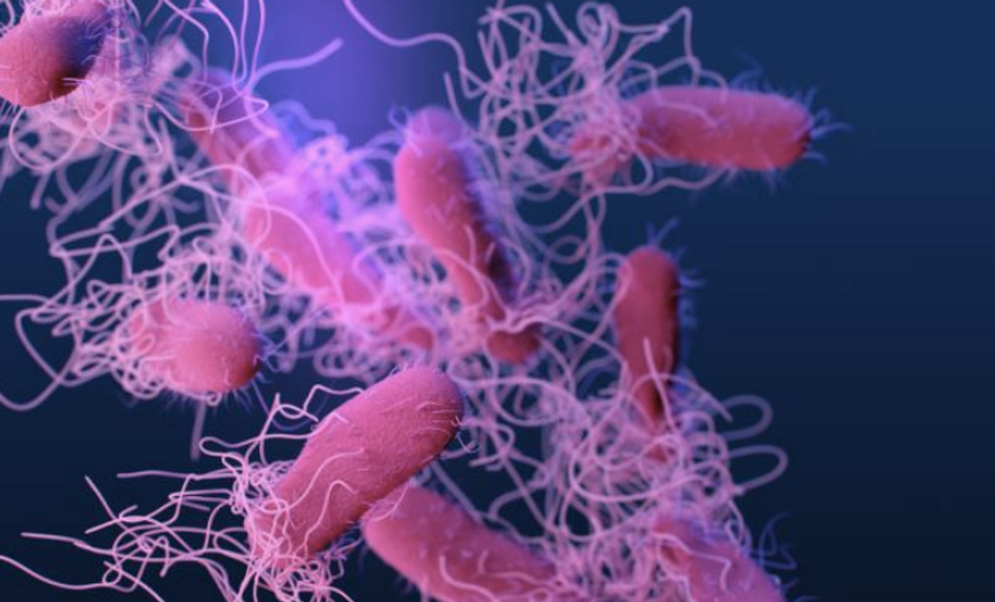 A medical illustration of drug-resistant, nontyphoidal, Salmonella sp. bacteria / Credit: CDC/ Antibiotic Resistance Coordination and Strategy Unit / Medical Illustrator: James Archer