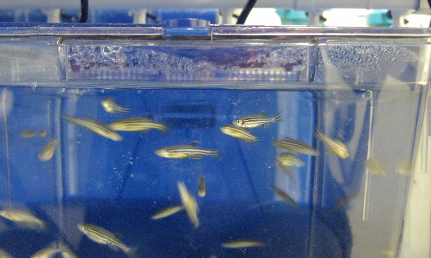 Zebrafish in an aquatics facility / Credit: Carmen Leitch