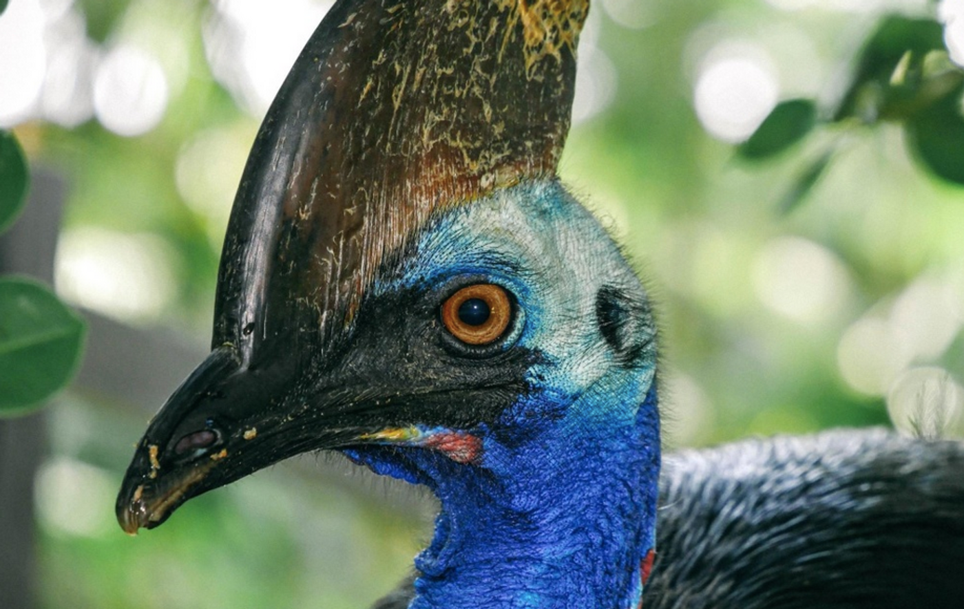 Unlocking color mechanism of peacock's feathers could lead to next-gen  color displays