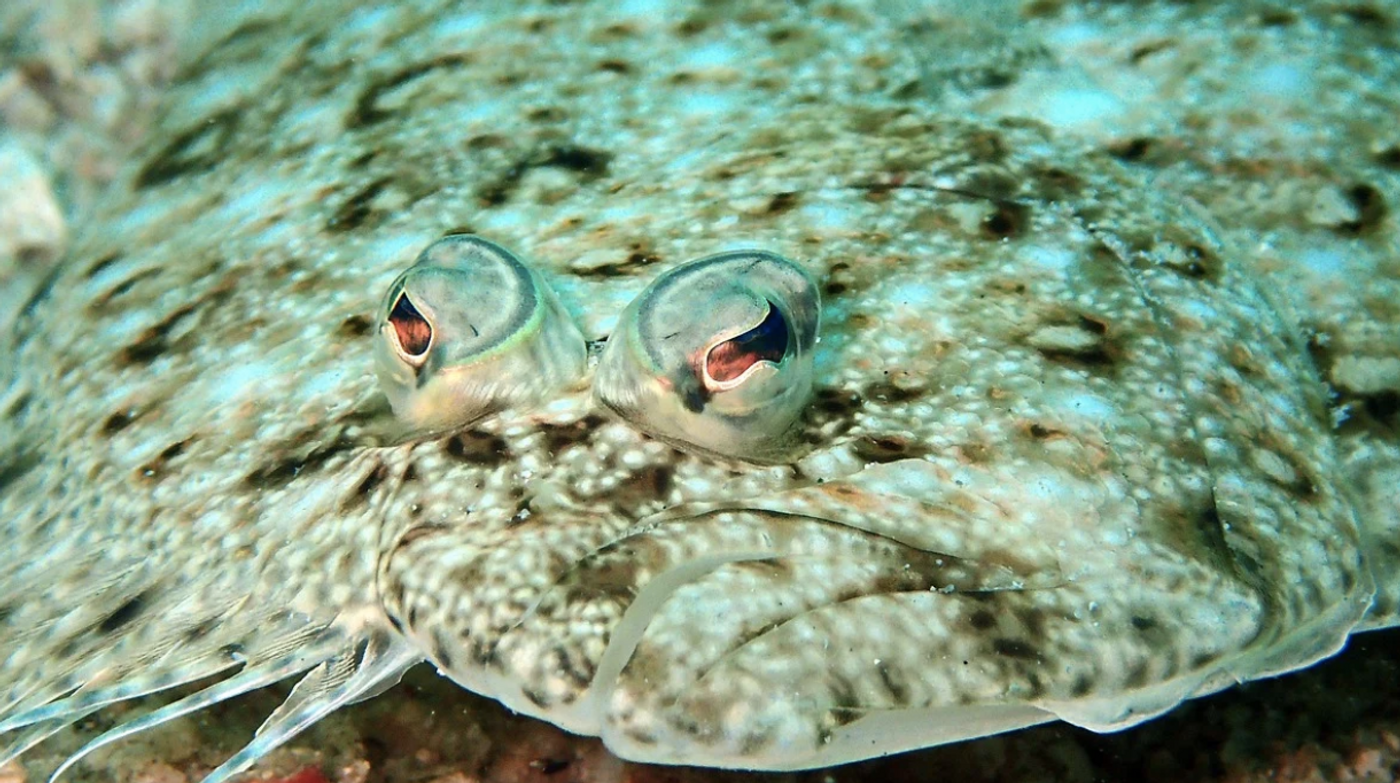 The Weird World of Flatfish