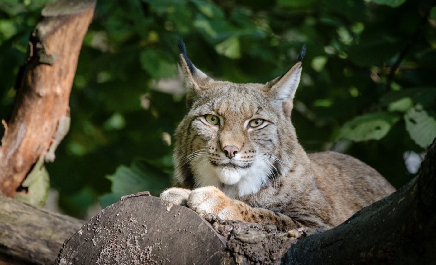 Lynx / Image credit: Public domain images