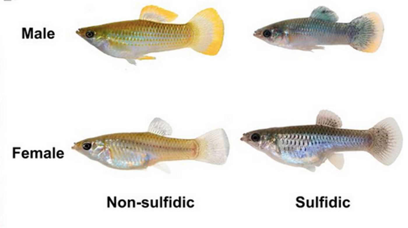 In this image from Kelley et al PNAS 2021, P. mexicana adult male and female fish from sulfidic and nonsulfidic environments are shown.