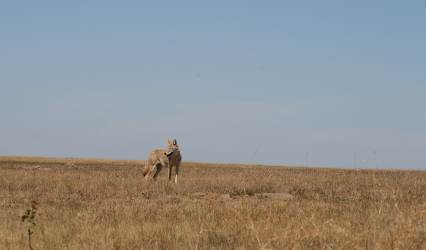 South Dakota grasslands / Credit: Carmen Leitch