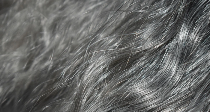 do dogs get white hair from stress