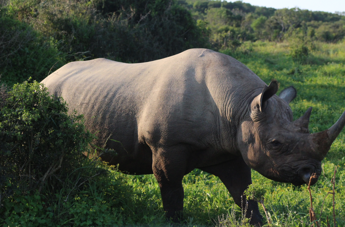 A southern white rhino / Credit: © Carmen Leitch
